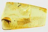 Detailed Fossil False Blister Beetle (Oedemera) in Baltic Amber #335577-1